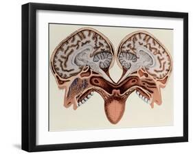 Human Head, cross section-Science Source-Framed Giclee Print