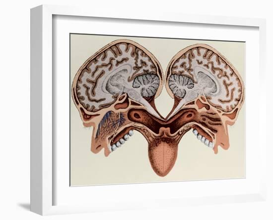 Human Head, cross section-Science Source-Framed Giclee Print