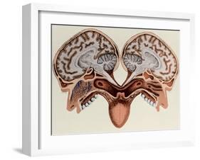 Human Head, cross section-Science Source-Framed Giclee Print