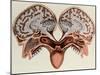 Human Head, cross section-Science Source-Mounted Giclee Print