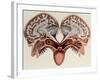 Human Head, cross section-Science Source-Framed Giclee Print