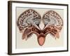 Human Head, cross section-Science Source-Framed Giclee Print