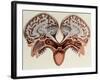 Human Head, cross section-Science Source-Framed Giclee Print