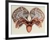 Human Head, cross section-Science Source-Framed Giclee Print