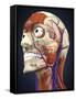 Human Head with Bone, Muscles and Circulatory System-Stocktrek Images-Framed Stretched Canvas