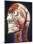 Human Head with Bone, Muscles and Circulatory System-Stocktrek Images-Mounted Art Print