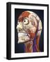 Human Head with Bone, Muscles and Circulatory System-Stocktrek Images-Framed Art Print