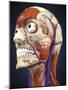 Human Head with Bone, Muscles and Circulatory System-Stocktrek Images-Mounted Art Print