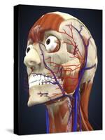 Human Head with Bone, Muscles and Circulatory System-Stocktrek Images-Stretched Canvas