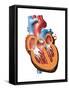 Human Heart Anatomy, Artwork-Jose Antonio-Framed Stretched Canvas