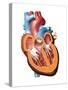 Human Heart Anatomy, Artwork-Jose Antonio-Stretched Canvas