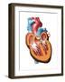 Human Heart Anatomy, Artwork-Jose Antonio-Framed Photographic Print