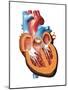 Human Heart Anatomy, Artwork-Jose Antonio-Mounted Photographic Print
