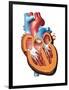 Human Heart Anatomy, Artwork-Jose Antonio-Framed Photographic Print