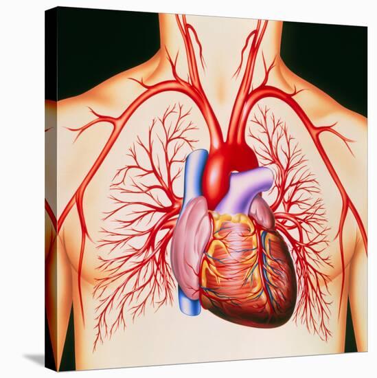 Human Heart, Artwork-John Bavosi-Stretched Canvas