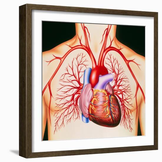 Human Heart, Artwork-John Bavosi-Framed Premium Photographic Print