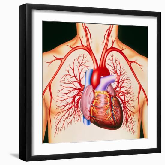 Human Heart, Artwork-John Bavosi-Framed Premium Photographic Print