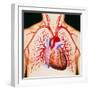 Human Heart, Artwork-John Bavosi-Framed Premium Photographic Print