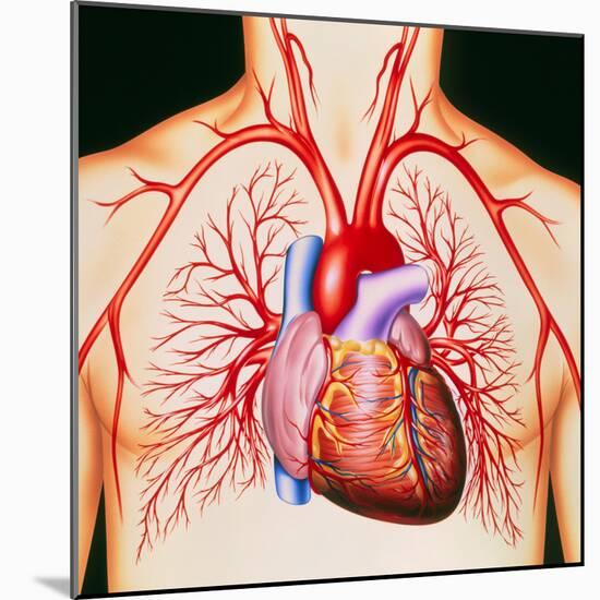 Human Heart, Artwork-John Bavosi-Mounted Premium Photographic Print