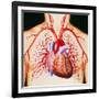 Human Heart, Artwork-John Bavosi-Framed Photographic Print