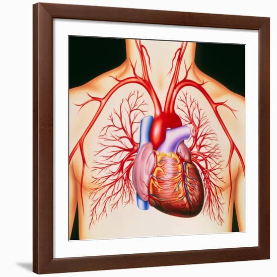 Human Heart, Artwork-John Bavosi-Framed Photographic Print