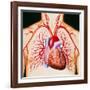 Human Heart, Artwork-John Bavosi-Framed Photographic Print