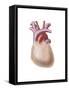 Human Heart Covered with Pericardium-null-Framed Stretched Canvas