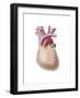 Human Heart Covered with Pericardium-null-Framed Art Print