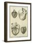 Human Heart Views, 1777-null-Framed Giclee Print