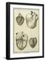 Human Heart Views, 1777-null-Framed Giclee Print