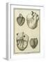 Human Heart Views, 1777-null-Framed Giclee Print