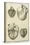 Human Heart Views, 1777-null-Stretched Canvas