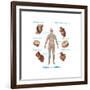 Human Joint Replacements, Illustration-Gwen Shockey-Framed Art Print