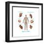 Human Joint Replacements, Illustration-Gwen Shockey-Framed Art Print