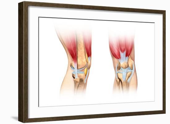 Human Knee Cutaway Illustration-null-Framed Art Print