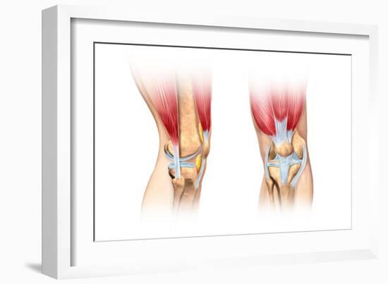 Human Knee Cutaway Illustration-null-Framed Art Print