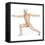 Human Male in Athletic Dynamic Posture, with Skeleton Superimposed-null-Framed Stretched Canvas