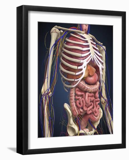 Human Midsection with Internal Organs-Stocktrek Images-Framed Art Print