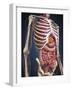 Human Midsection with Internal Organs-Stocktrek Images-Framed Art Print