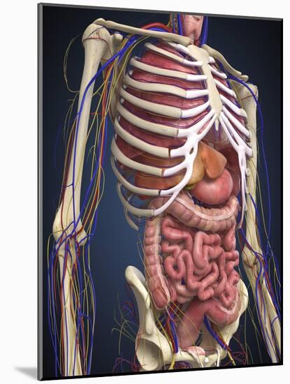 Human Midsection with Internal Organs-Stocktrek Images-Mounted Art Print