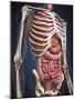 Human Midsection with Internal Organs-Stocktrek Images-Mounted Art Print