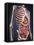 Human Midsection with Internal Organs-Stocktrek Images-Framed Stretched Canvas