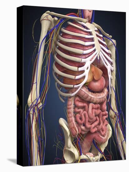 Human Midsection with Internal Organs-Stocktrek Images-Stretched Canvas