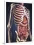 Human Midsection with Internal Organs-Stocktrek Images-Framed Art Print