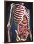 Human Midsection with Internal Organs-Stocktrek Images-Framed Art Print