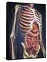 Human Midsection with Internal Organs-Stocktrek Images-Framed Stretched Canvas