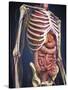 Human Midsection with Internal Organs-Stocktrek Images-Stretched Canvas