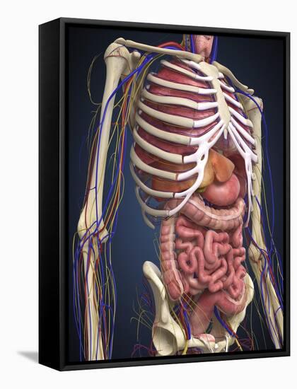 Human Midsection with Internal Organs-Stocktrek Images-Framed Stretched Canvas
