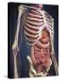 Human Midsection with Internal Organs-Stocktrek Images-Stretched Canvas