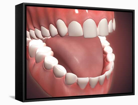 Human Mouth Open, Showing Teeth, Gums and Tongue-null-Framed Stretched Canvas